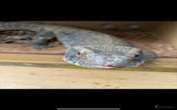 Monitor reptiles for sale: Servanah monitor  - Image 2