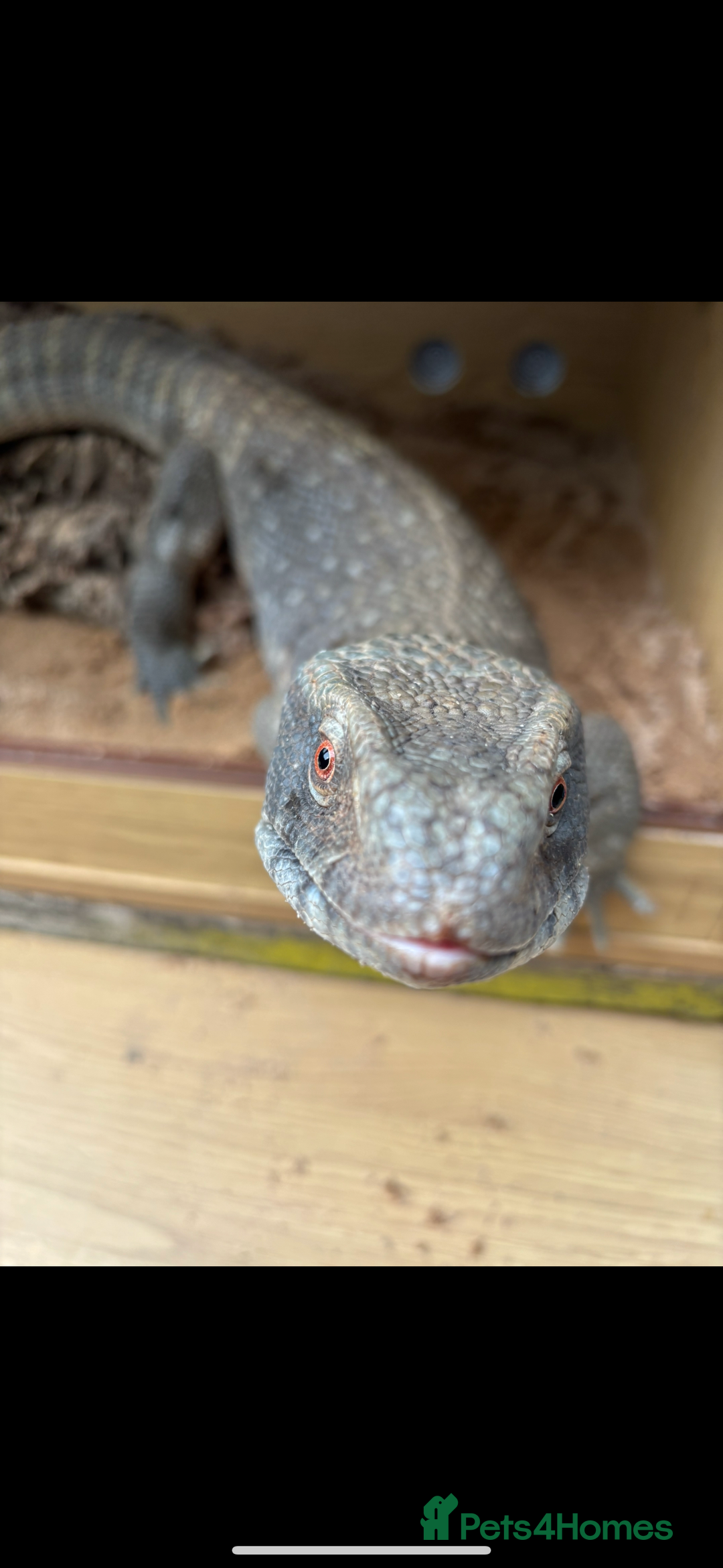 Monitor reptiles for sale: Servanah monitor  - Image 2
