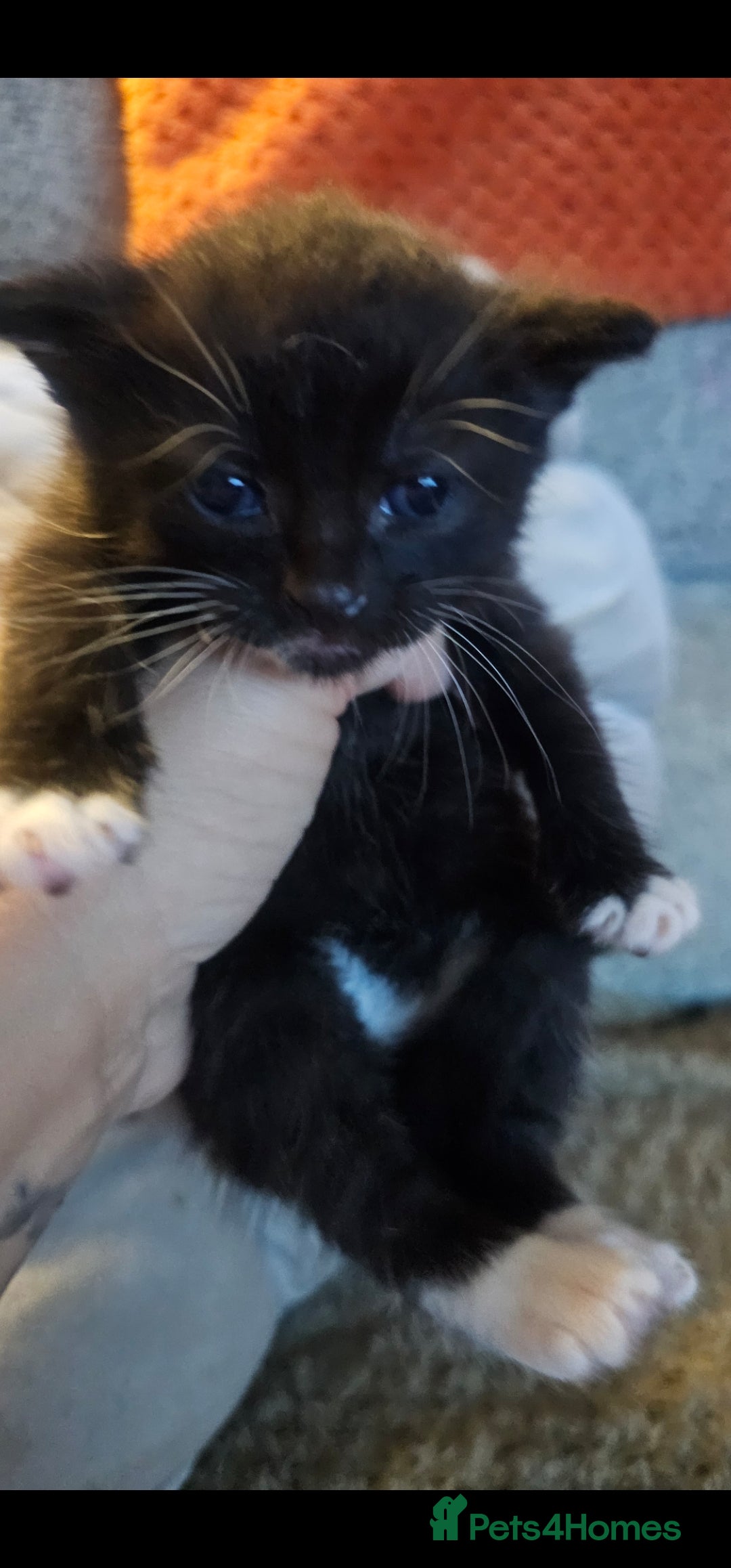 British Shorthair cats for sale: Gorgeous black/white kittens  - Image 2