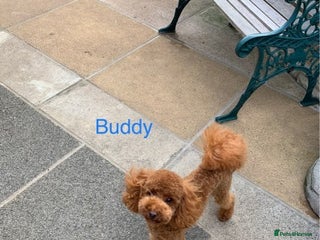 Toy Poodle dogs in London - Advert 8