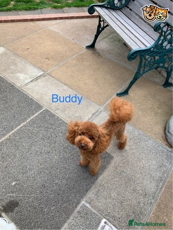 Toy Poodle dogs for stud in London - Advert 3