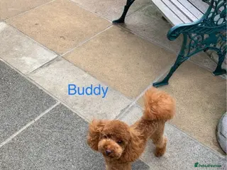 Toy Poodle dogs Gorgeous, KC reg. Genetic tested, Red Toy Poodle - Advert 4