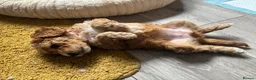 Cockapoo dogs for sale: 3 f2 cockapoos  - Advert 4