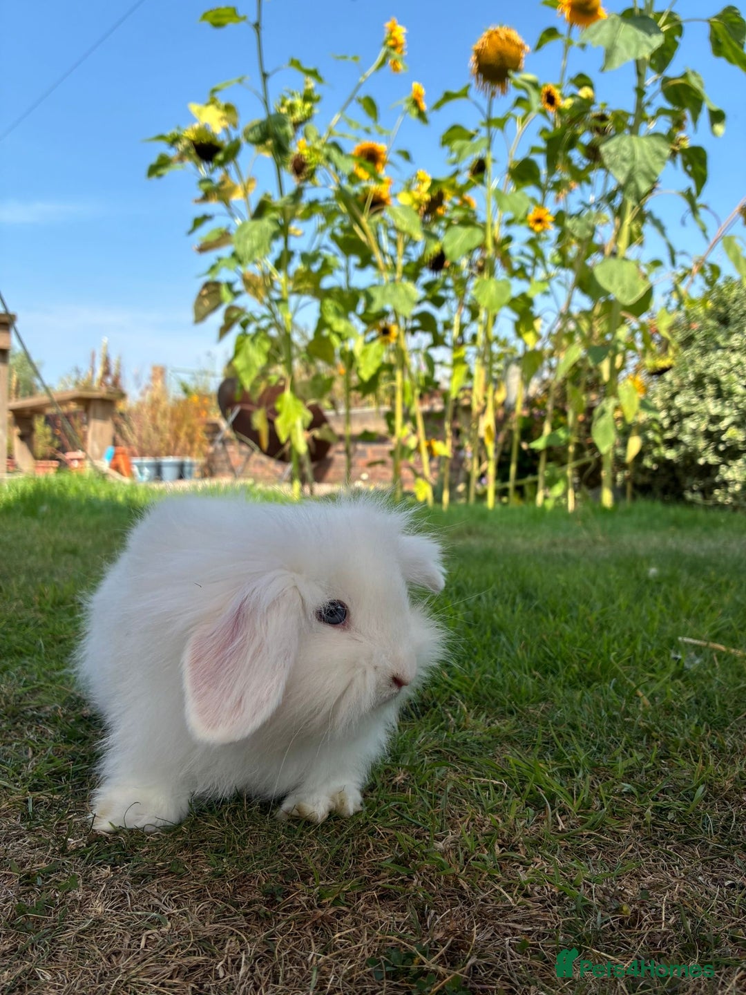Angora rabbits for sale: Teddy widder rabbits for sale  - Image 5