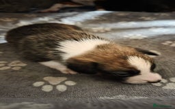 Mixed Breed dogs for sale: Beautiful collie x kelpie puppies  - Image 11