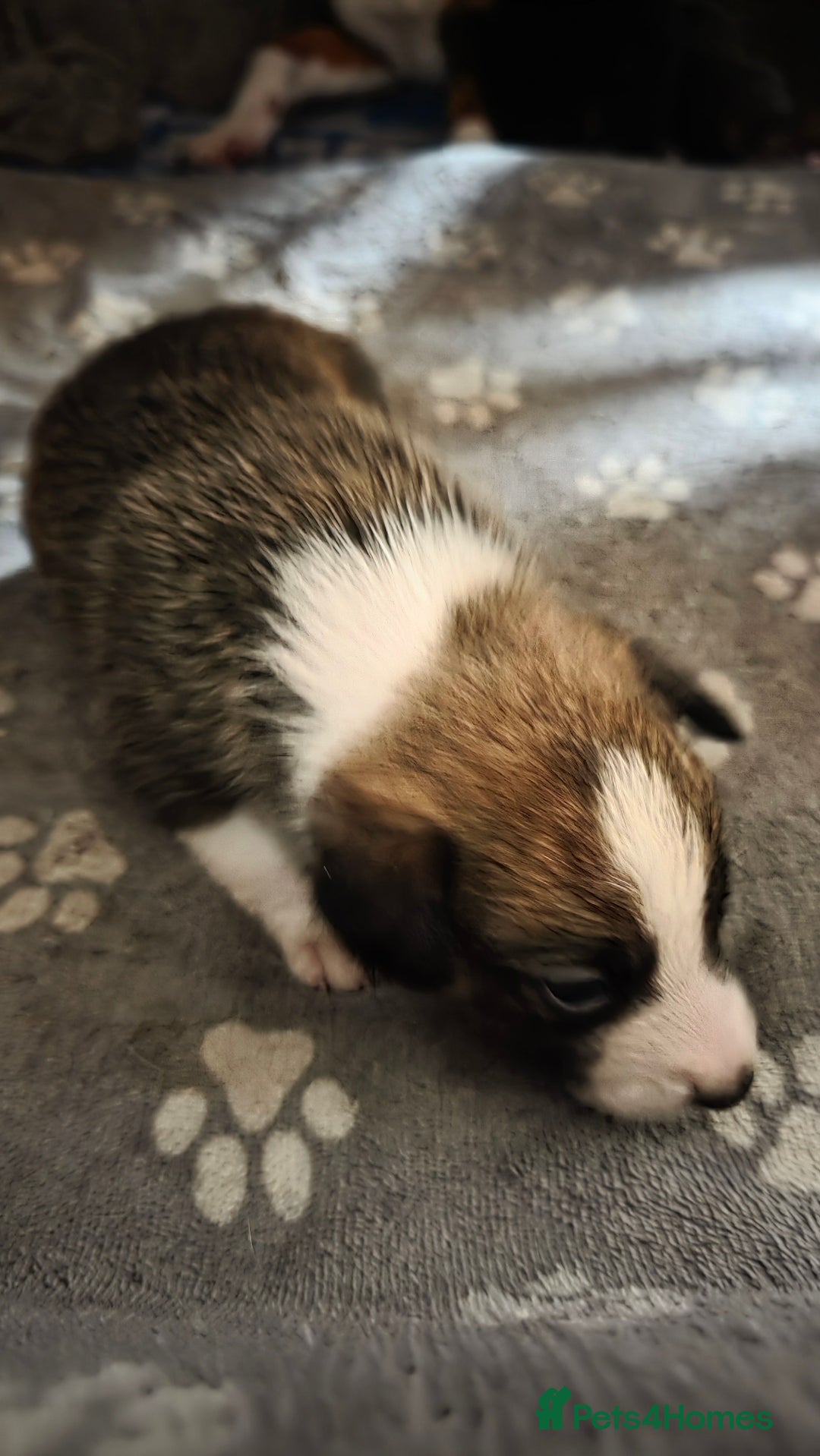 Mixed Breed dogs for sale: Beautiful collie x kelpie puppies  - Image 11