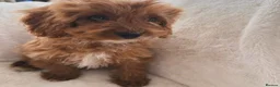 Cavapoo dogs for sale: Cavapoobabiesuk litter has arrived - Advert 1