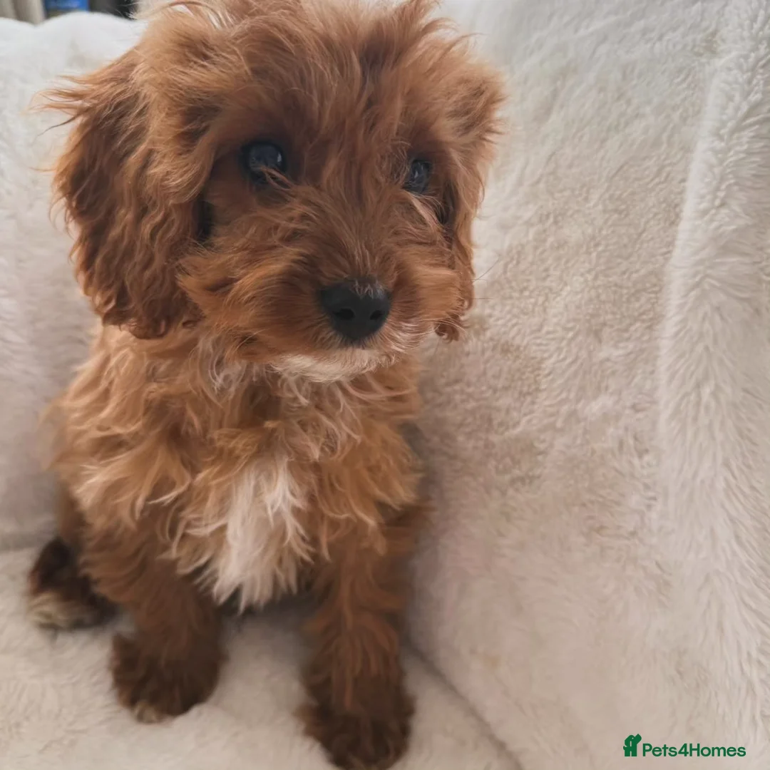 Cavapoo dogs for sale: Cavapoobabiesuk litter has arrived - Advert 1