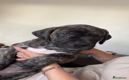 Mixed Breed dogs for sale: 🐾 Presa Canario cross Puppies for Sale 🐾 - Image 6