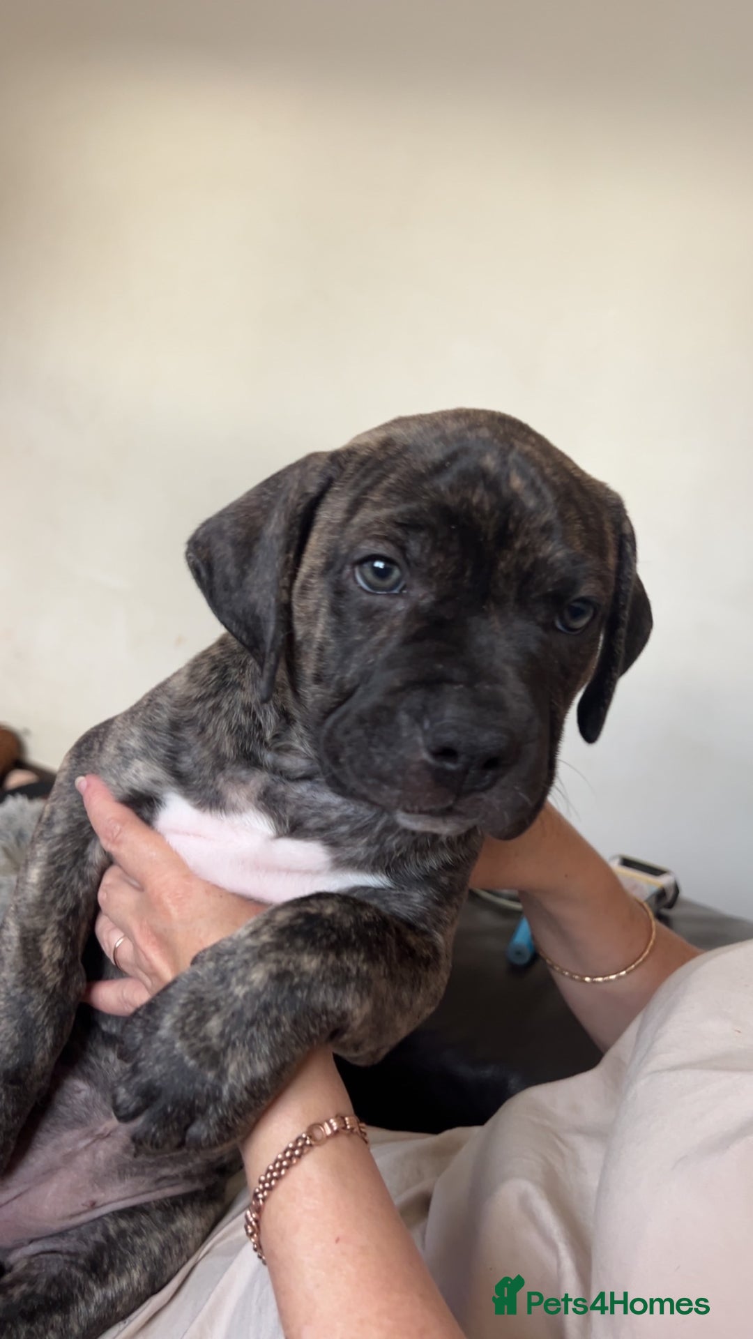 Mixed Breed dogs for sale: 🐾 Presa Canario cross Puppies for Sale 🐾 - Image 6