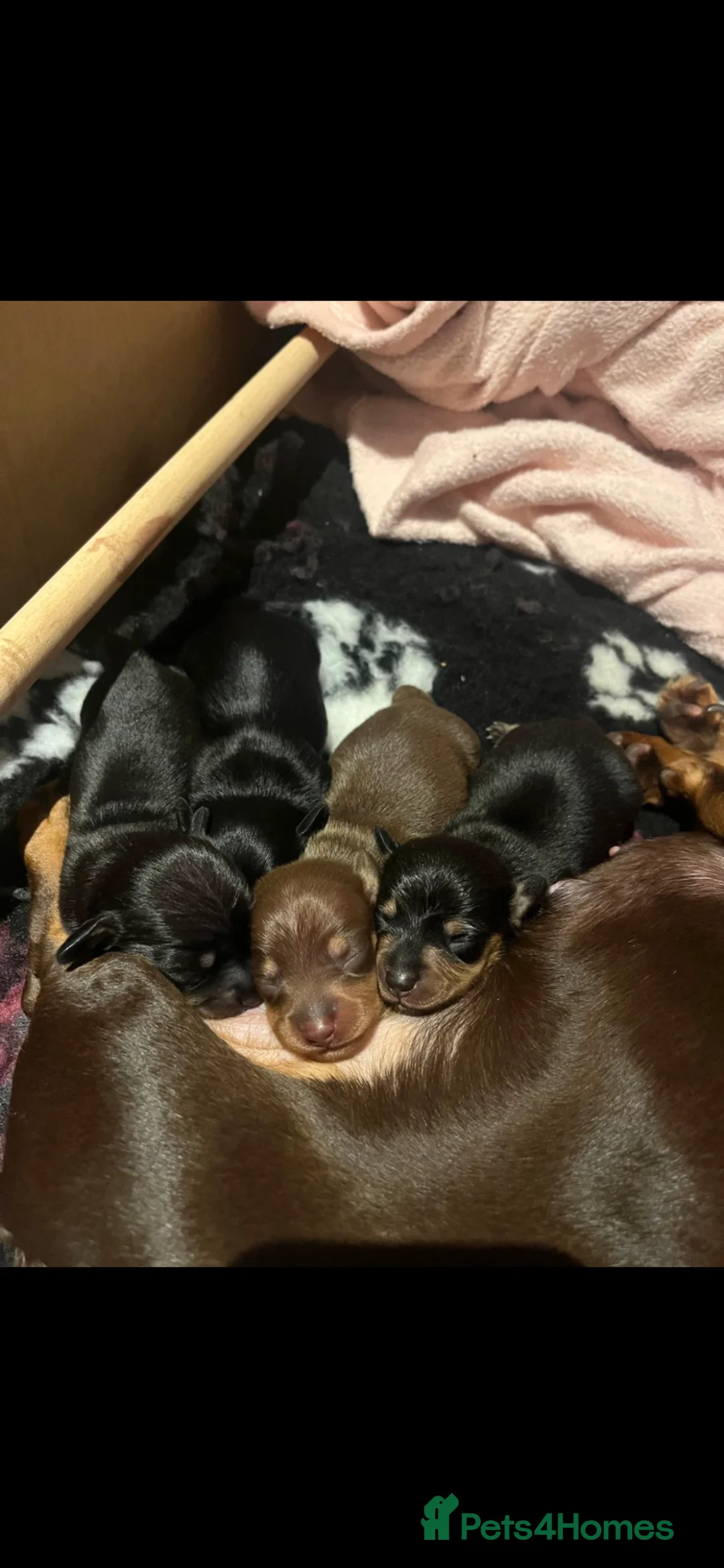 Miniature Dachshund dogs for sale: Miniature dachshund puppies  in Wisbech - Advert 13