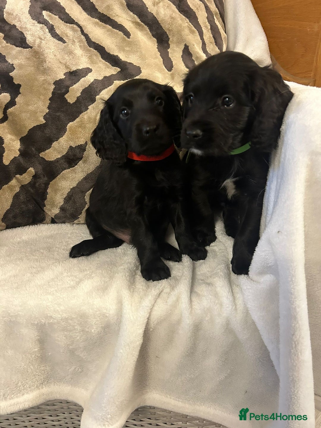 Cockapoo dogs for sale: F1 Cockapoos ready🩷 - Image 14