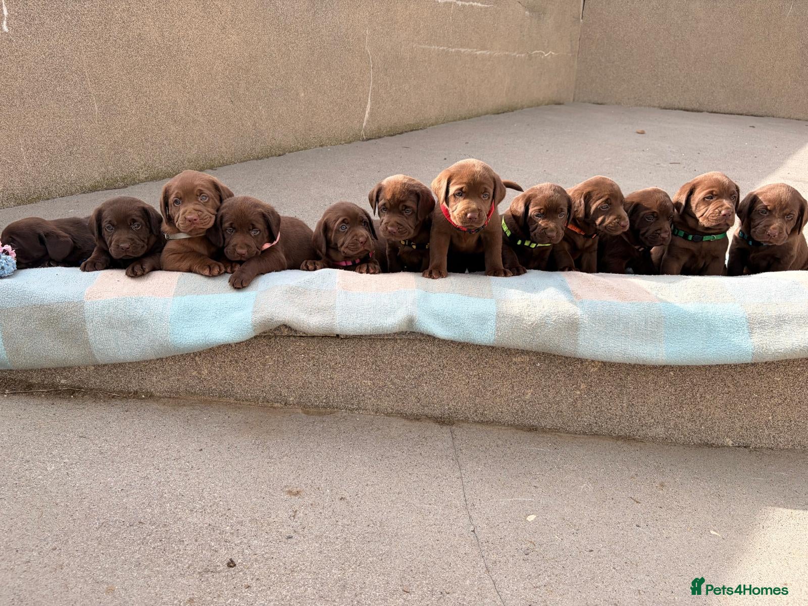 Labrador Retriever dogs for sale: ⭐️ KC Registered Chocolate Lab Puppies ⭐️ - Advert 1
