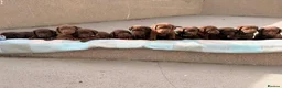 Labrador Retriever dogs for sale: ⭐️ KC Registered Chocolate Lab Puppies ⭐️ - Advert 1