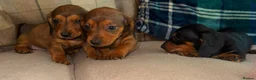 Dachshund dogs for sale: Stunning mini dachshund puppies! - Advert 8