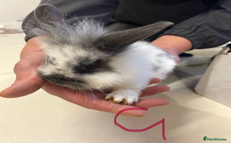 Lionhead rabbits - Advert 2