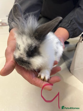 Lionhead rabbits - Advert 2