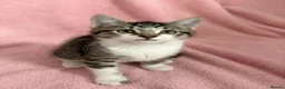 Mixed Breed cats for sale: Litter of 6 Kittens  - Advert 23