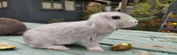 Mixed Breed rabbits for sale: Mixed breed £70 each - Advert 33