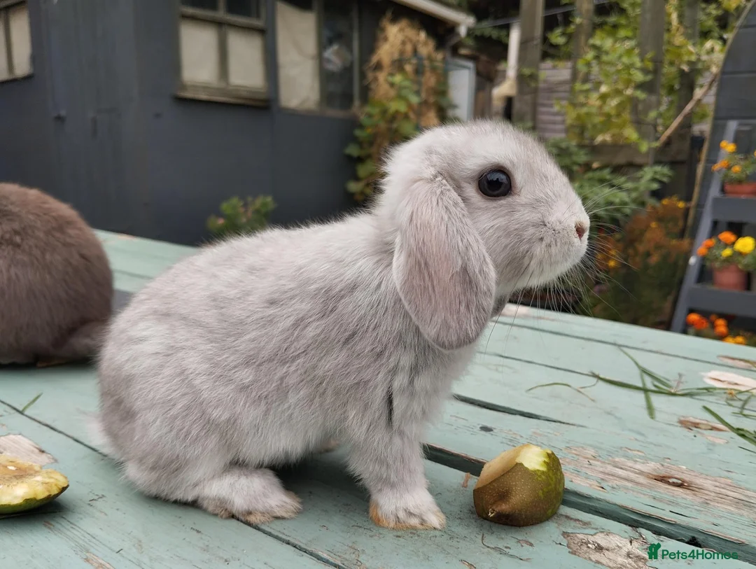 Mixed Breed rabbits for sale: Mixed breed £70 each - Advert 33