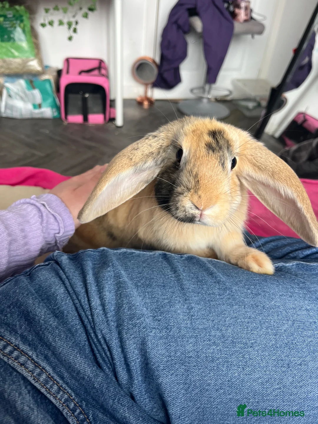 Mini Lop rabbits for sale: 5 month mini lop in Plymouth - Advert 2