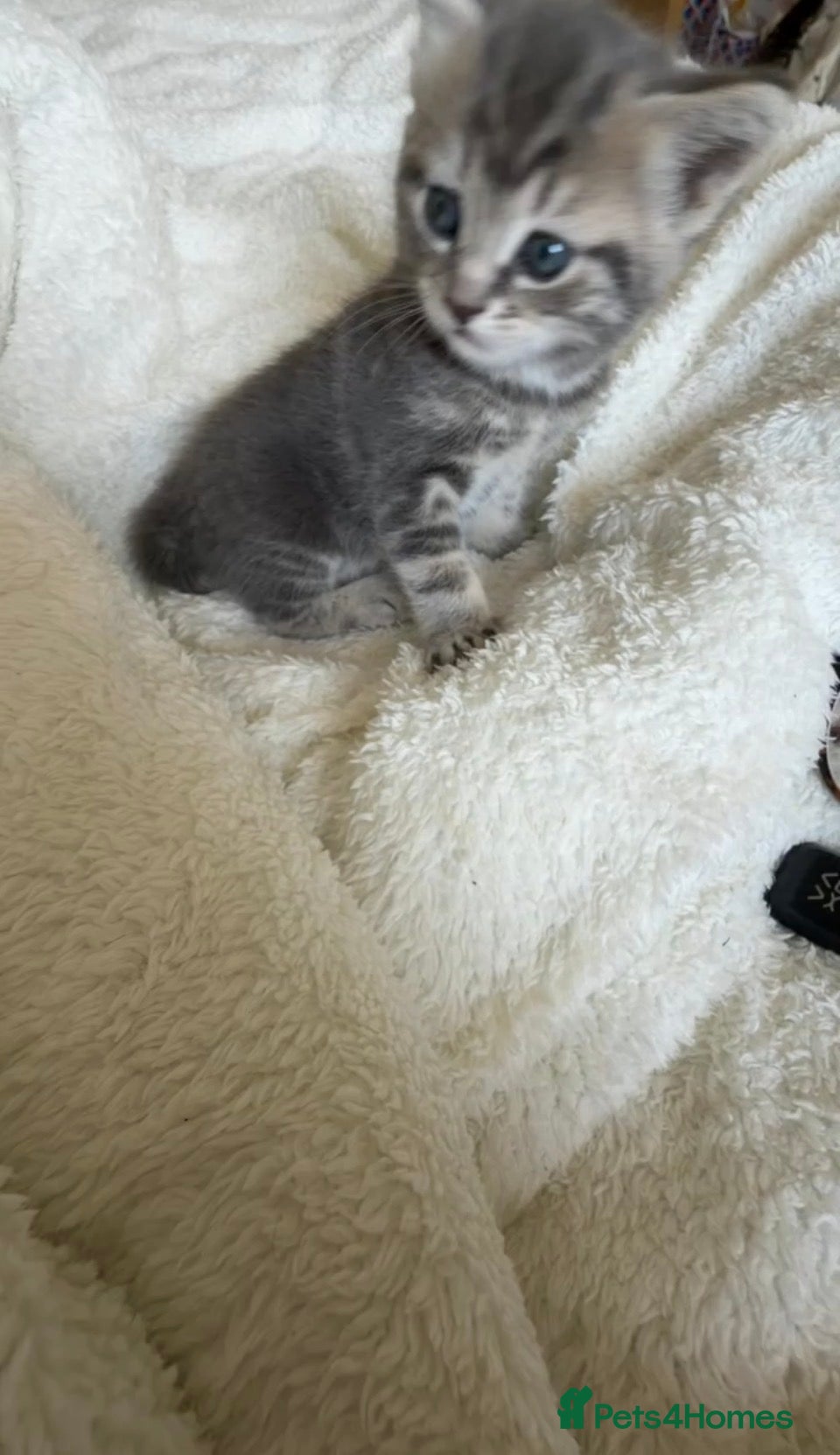 Mixed Breed cats Grey fluffy kitten - Advert 16