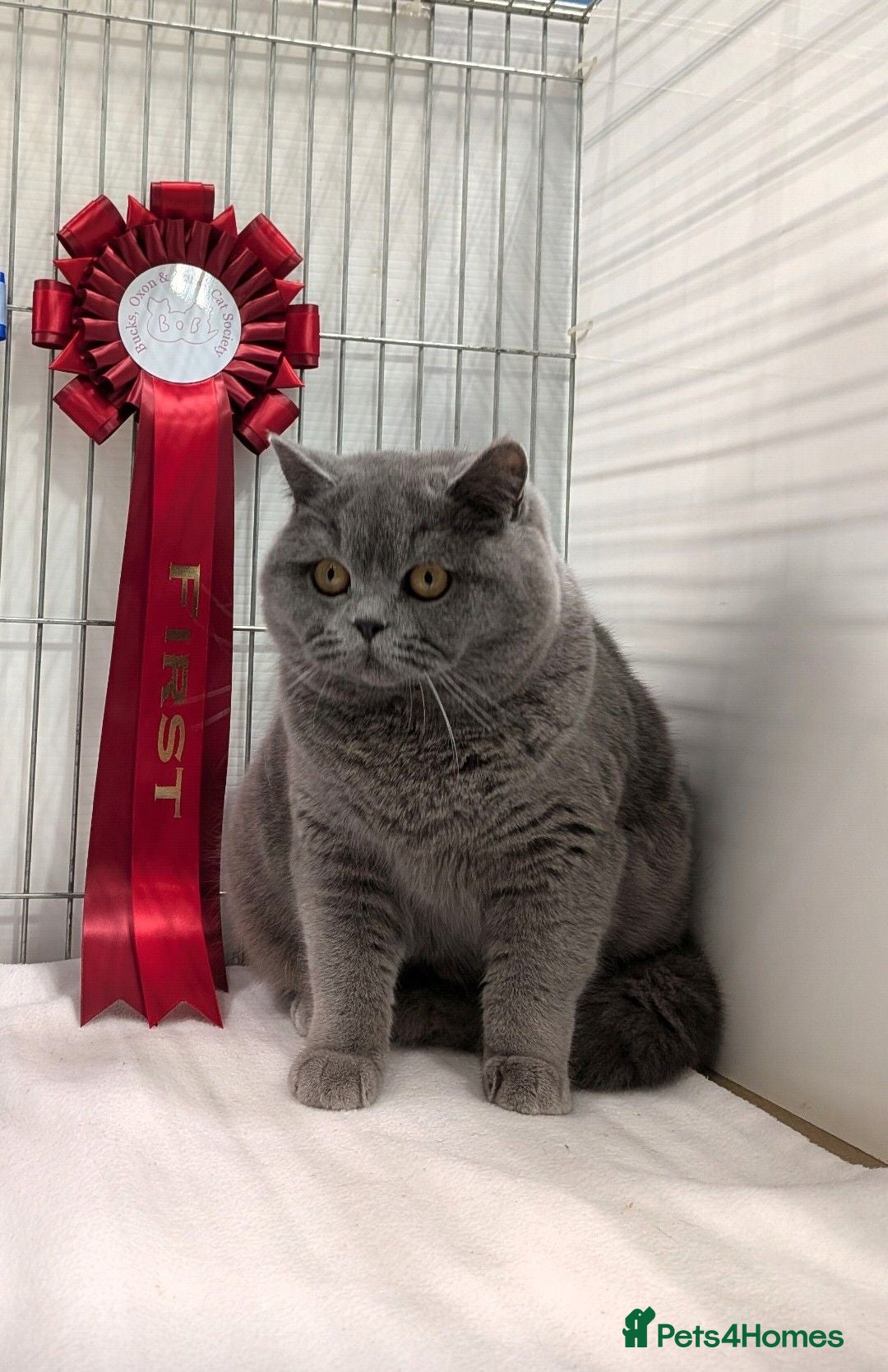 British Shorthair cats GCCF Registered Kittens  - Advert 2