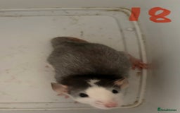 Rat rodents for sale: Mixed baby rats  - Image 18