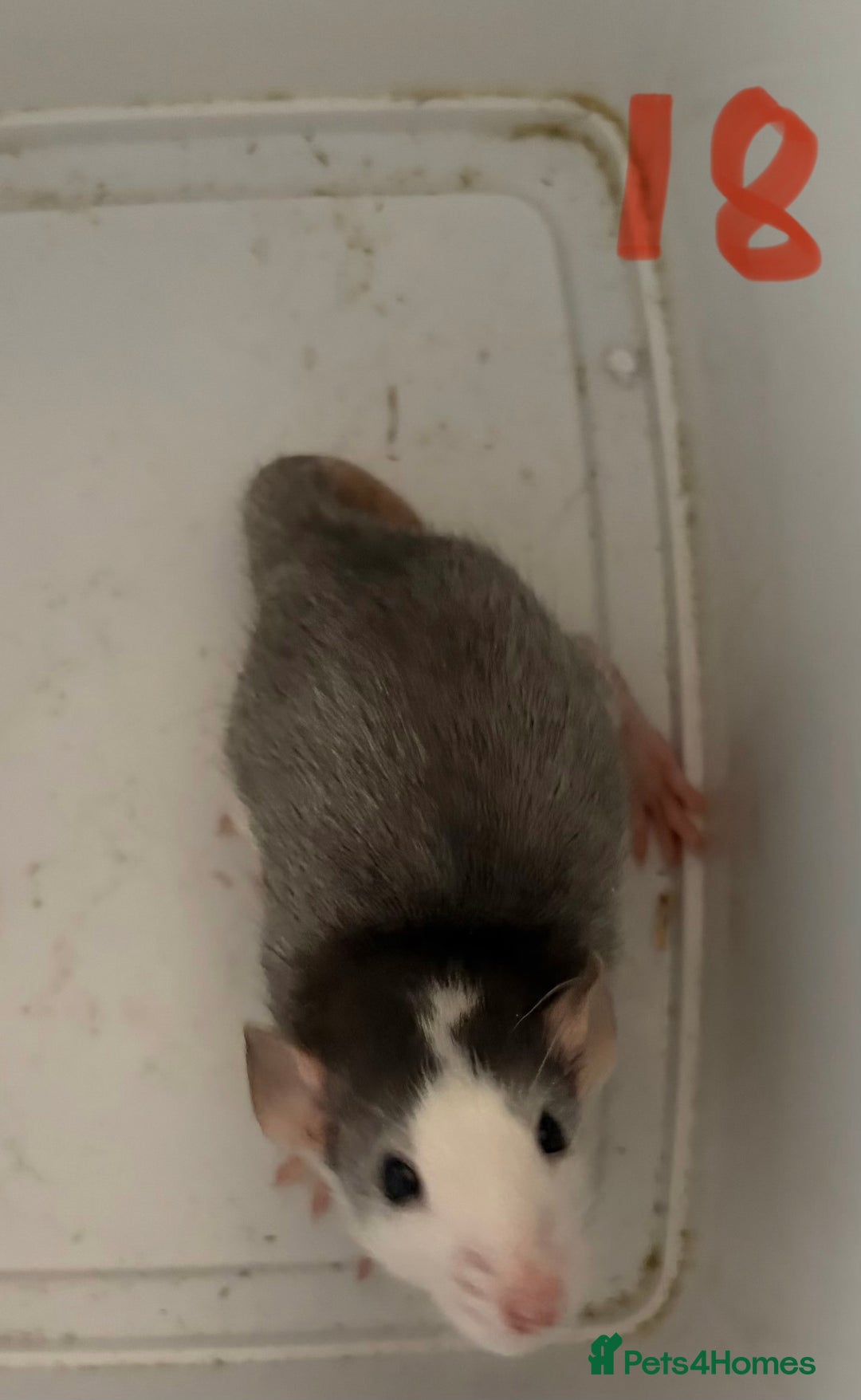 Rat rodents for sale: Mixed baby rats  - Image 18