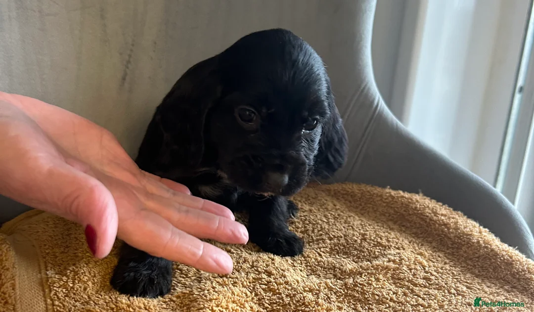 Cocker Spaniel dogs for sale:  **  Day Baby’s. 8 cocker spaniel puppies.  - Advert 12