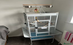 Parakeets birds for sale: Indian clear tail parakeet - Image 8
