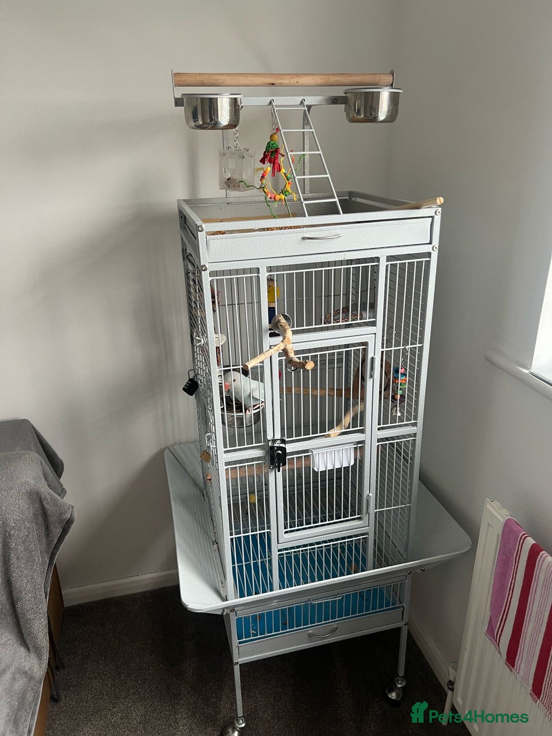 Parakeets birds for sale: Indian clear tail parakeet - Image 8