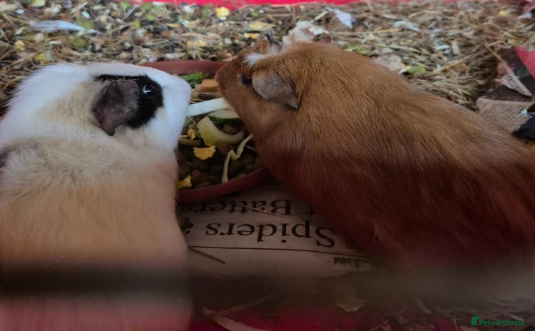 Guinea Pig rodents - Advert 2