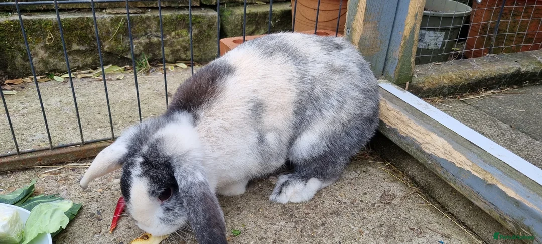 Mini Lop rabbits for sale: Mini lop rabbits in Derby - Advert 2
