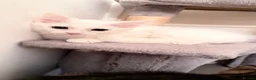 Turkish Van cats for sale: Turkish Van Kittens – Ready for Loving Homes - Advert 3