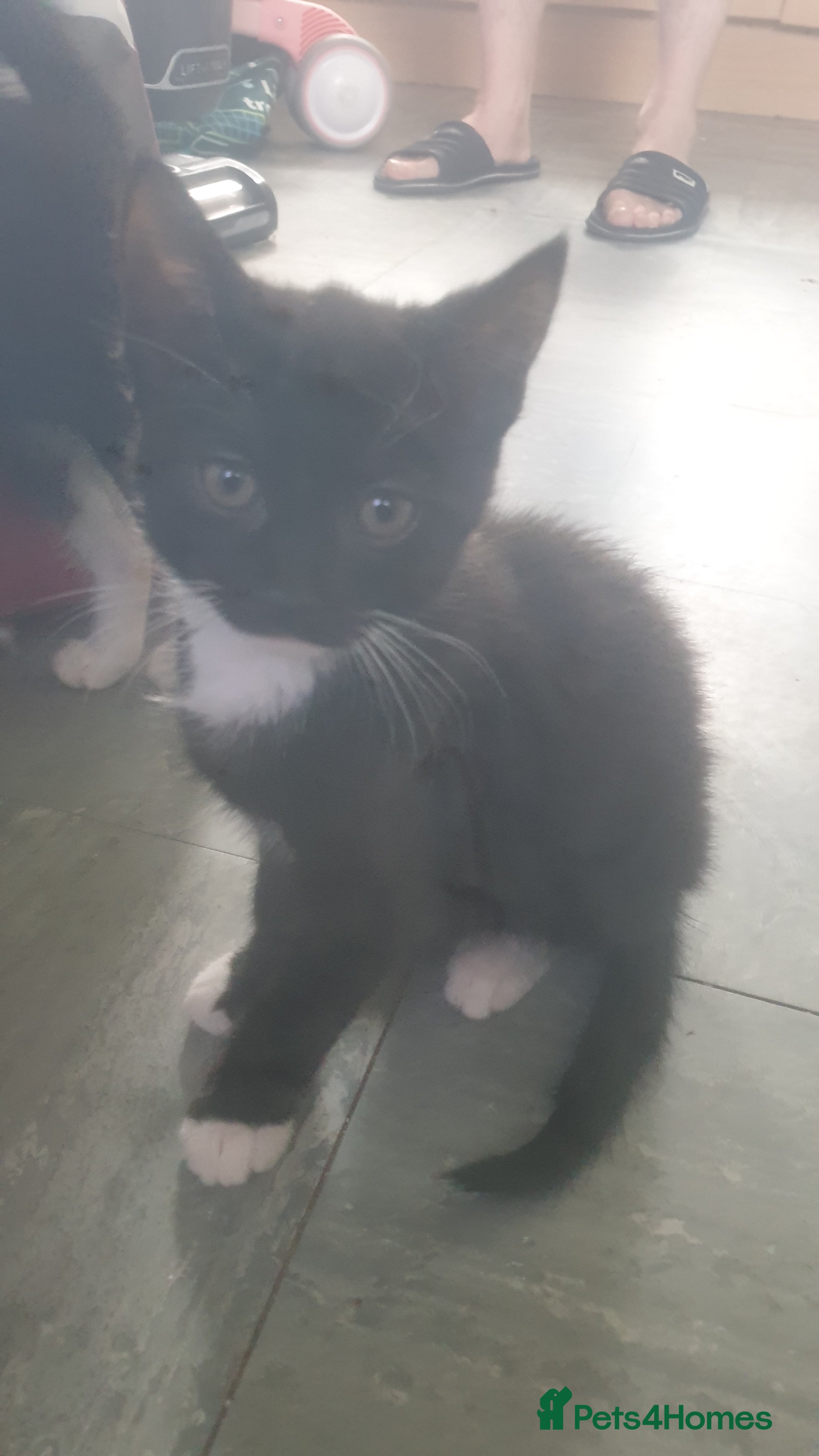 Domestic Shorthair cats Domestic kittens for sale - Advert 18