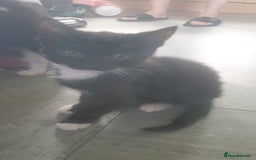 Domestic Shorthair cats for sale: Domestic kittens for sale - Image 1