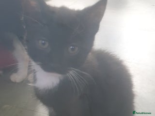 Domestic Shorthair cats - Advert 40