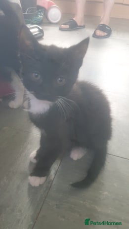 Domestic Shorthair cats - Advert 20