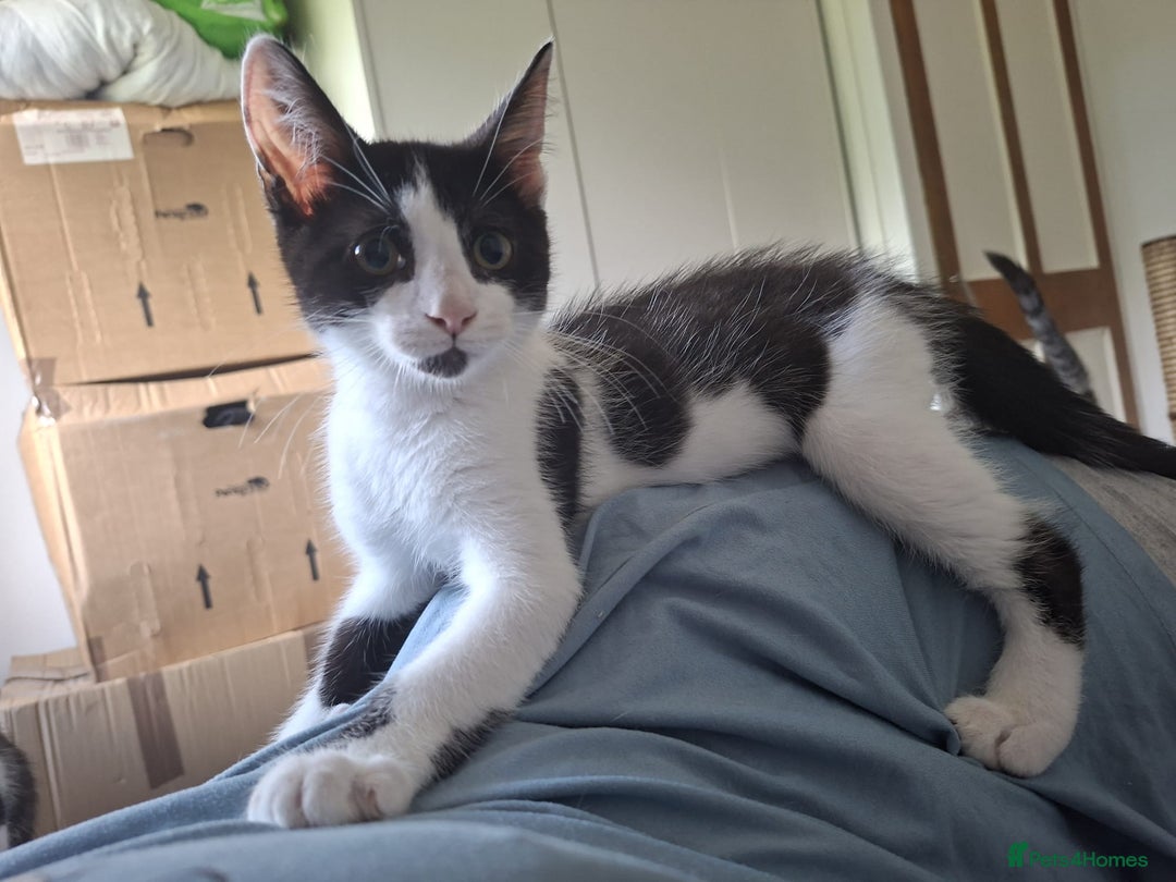 Mixed Breed cats for sale: Lots of cats/kittens up for adoption  - Image 25