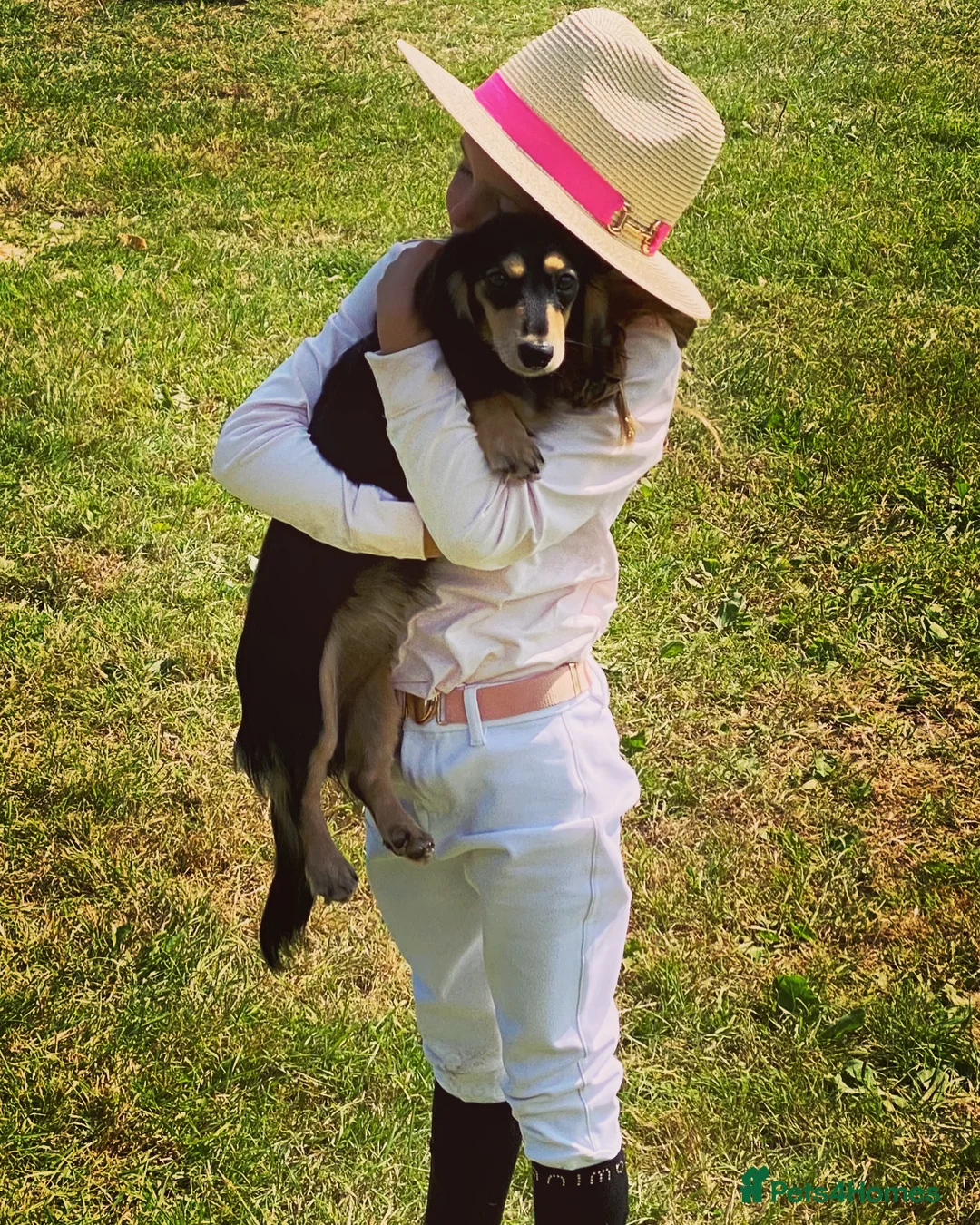 Miniature Dachshund dogs for sale: Little sausages with big characters  - Advert 33