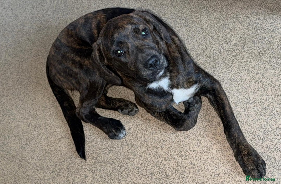 Mixed Breed dogs for sale: Need to rehome my 5 month old puppy - Image 1