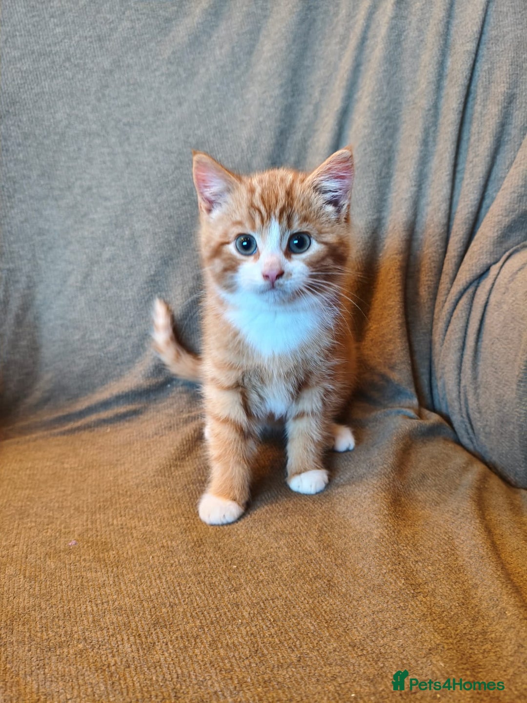 Mixed Breed cats for sale: 3 male ginger and 3 female Tortie kittens - Advert 4