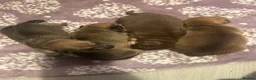 Jackshund dogs for sale: Jackshunds puppies  - Advert 19