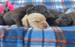 Cockerdor dogs for sale: F1 cockerdor puppies , cocker x labrador  - Image 13