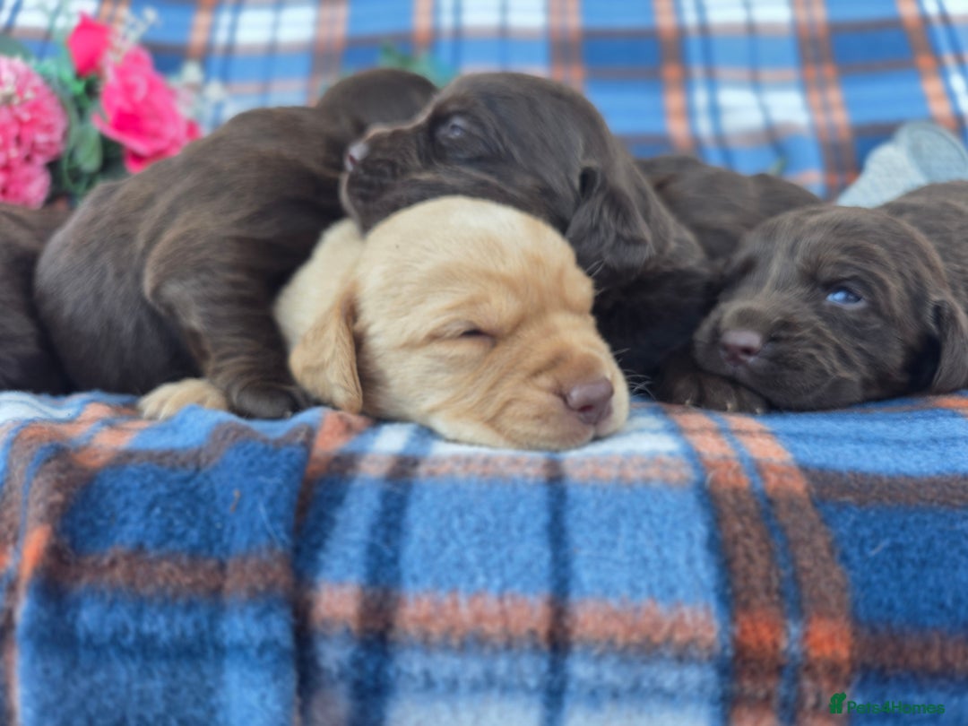 Cockerdor dogs for sale: F1 cockerdor puppies , cocker x labrador  - Image 13