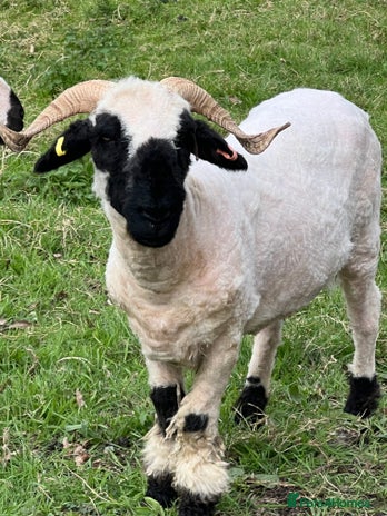 Sheep livestock in Heathfield - Advert 3