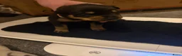 Rottweiler dogs for sale: Rottweiler puppies looking for forever homes  - Advert 3