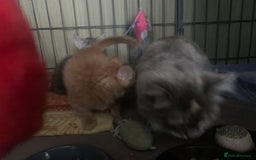 Mixed Breed cats for sale: Beautiful playful kittens  - Image 7