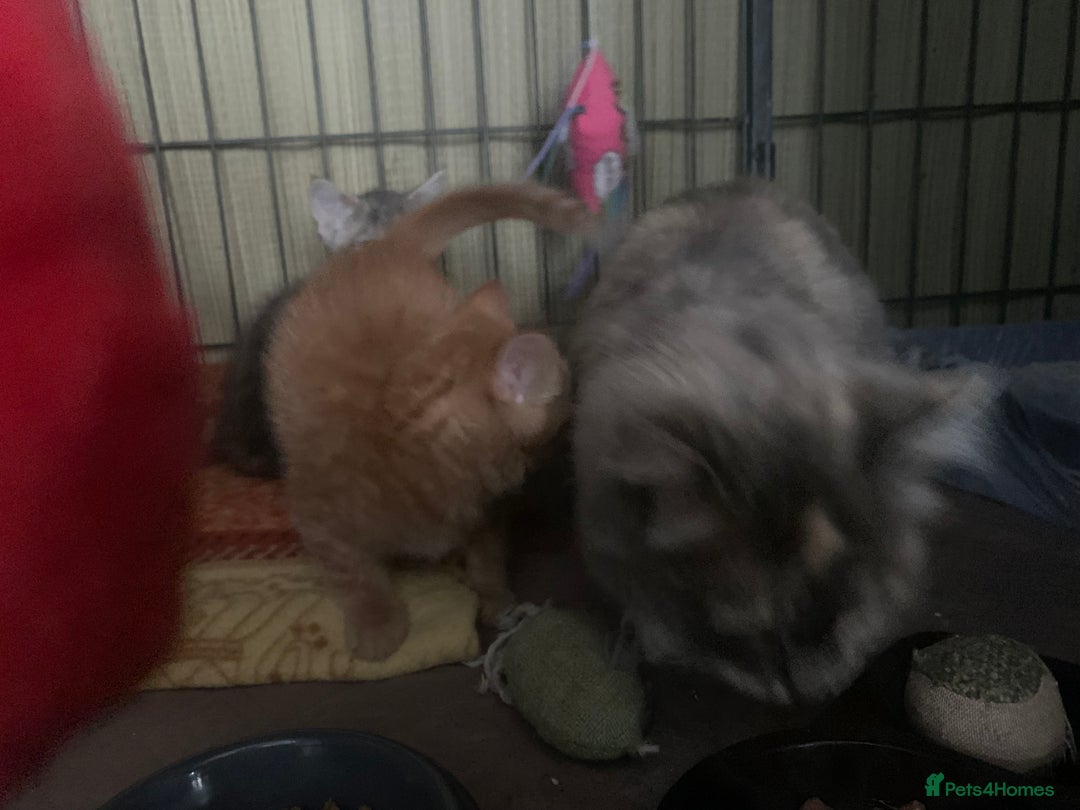 Mixed Breed cats for sale: Beautiful playful kittens  - Image 7